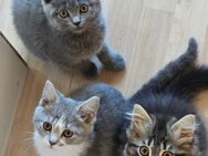 BKH KITTEN MIX - Erkelenz