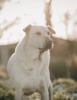 Evy - Hemmoor