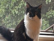 Wunderschöner Main Coon Kater abzugeben (9Monate alt) - Melsungen