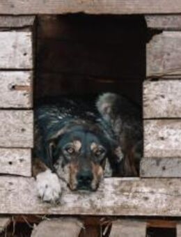 Zohra hat das Welpen- / Pubertäts-Diplom - München