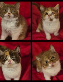 4 süße BKH kitten mädchen schoko/cinnamon - Hennef (Sieg)