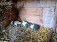 Meerschweinchen Mädels abzugeben! - Frauenstein Zentrum