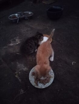 Hauskatze Kitten Mietzen Kater - Ebersbach
