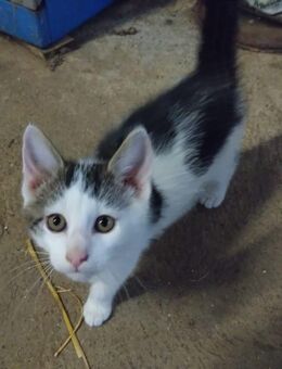 Hofkätzchen abzugeben. Kitten, Kätzchen, Babykatze - Dettelbach