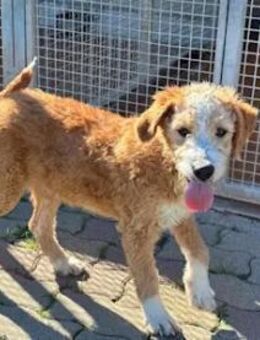 RICCIOLINA - ein süßes Hundemädchen - Regensburg