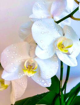 Winterthur Massage Harmonie - Winterthur