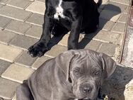 !!Cane Corso Welpen abzugeben!!! - Hamburg