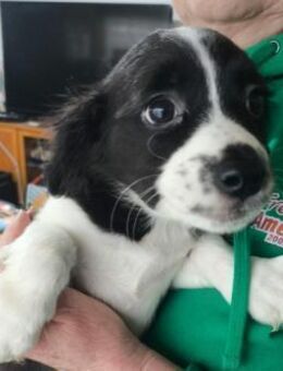 liebes, bezauberndes Welpenmädchen Rumi - Kallmünz