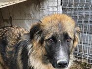 Sammy - sooo knuffig - Dreikirchen