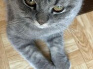 Britisch Kurz Haar ( BKH) Kitten sucht neues Zuhause - Bad Wildungen