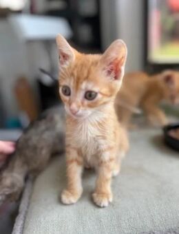 Pumpkin und Ginger suchen ihre Familie - Unterföhring