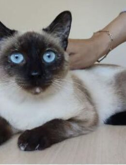 Martha - blauäugige Schönheit - Wilhelmsfeld