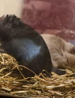 Rennmäuse Schwarz und Kohlfuchs - Berlin Neukölln