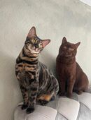 Katzenpärchen sucht ein neues zu Hause in 78462