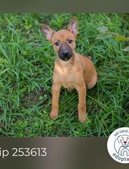 Chip 253613: Hundekind sucht ein Zuhause - Kirchzell