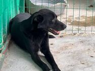 💛 Sanfter Harvey sucht Anschluss 💛 - Eislingen (Fils)