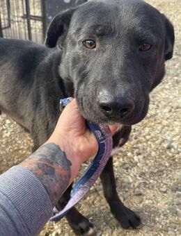 Kalli - der Anhängliche 🐾 - Elsdorf (Nordrhein-Westfalen)