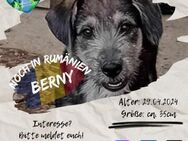 BERNY - und seine 5 Geschwister - Waakirchen