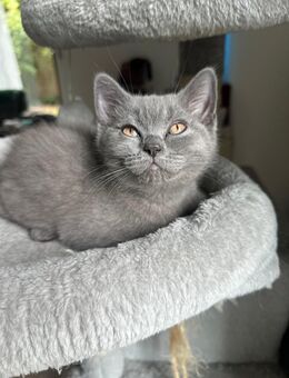 Bkh kitten grau - Rhede