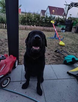 Labrador - Vaihingen (Enz)