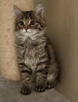 Katzenbabys Persermix - Geisenfeld