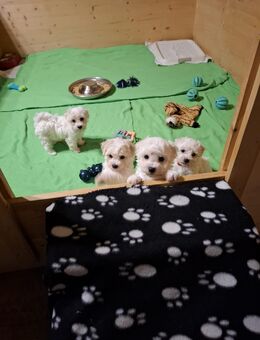 Bichon Frise Welpen reinrassig mit Ahnentafel - Jacobsdorf
