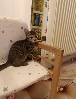 Katzen Baby - Schefflenz