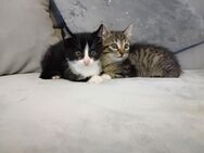 Katzenbabys abzugeben ab sofort - Rodenbach (Hessen)