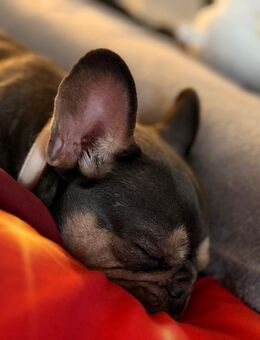 Französische Bulldoge - Eisenhüttenstadt