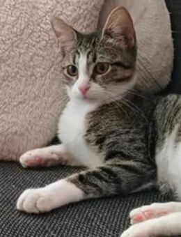 6 zauberhafte verschmuste Bkh bengal mic Babys ab sofort in liebe Hände - Essen