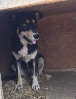 Benni - ein lieber Hundejunge - Dreikirchen