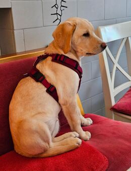 Labrador Retriever 3 Monate - Eisfeld