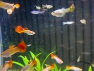 Guppy Fischer zum verschenken - Duisburg