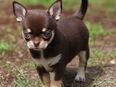 Traumhafte Chihuahua Kurzhaar Welpen in 55583
