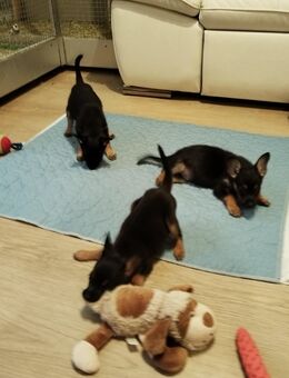 3 Jack Russell Pinscher Mischlinge - Dannenberg (Elbe) Zentrum