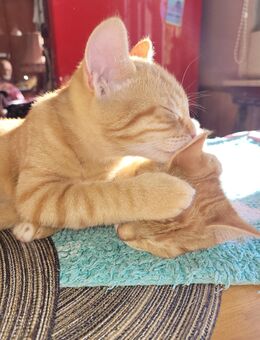 Zwei Kitten EKH in orange, ER und SIE - Alheim