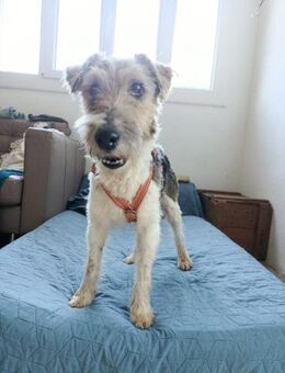 Steven sucht ein schönes Zuhause - Lübeck