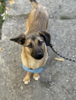 Junger Rüde sucht seine Menschen! - Chemnitz