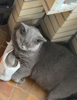 Bkh Katze abzugeben 3 Jahre alt - Lüneburg