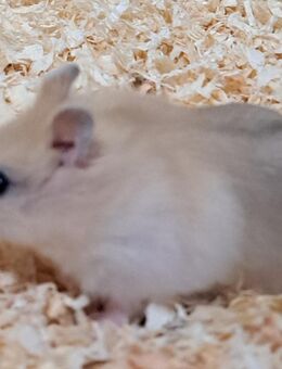 junge wunderschöne Dsungaren dsungarischer Zwerghamster dschungarischer Hamster - Neustadt (Sachsen) Hohwald