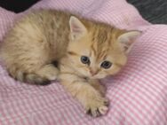 BKH/Perser Kitten (Mädchen - Gräfenhainichen Zschornewitz