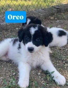 Oreo - ein süßer Keks - Grevenbroich
