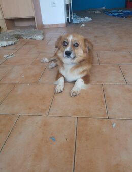 Ein kleiner Hund - Münster