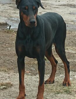 Victoria - sanft und edel - Müglitztal