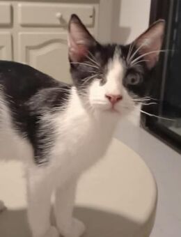 Aufgeweckter kleiner Kater Terra - Karlsruhe