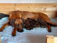 Rhodesian Ridgebacks Welpen aus Vereinszucht - Overath