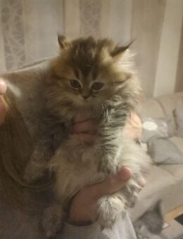 3 Britisch Langhaar Kitten BLH ( ähnlich Britisch Kurzhaar BKH ) - Paderborn
