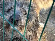 Freundl. DARCY R175 sucht Zuhause - Neuberg