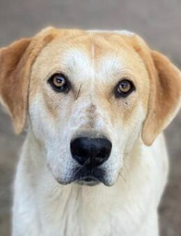 Roxi, geb. ca. 11/2022, Griechenland - Markdorf