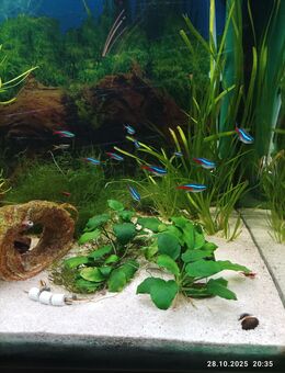 Große Neonfische - Marsberg Zentrum